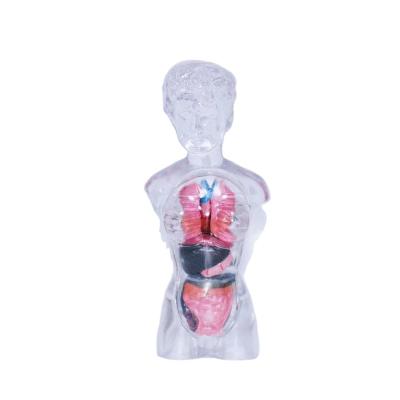 China Organs can be taken apart to assemble 13 transparent human organ decomposition anatomical models 12*10*18cm for sale