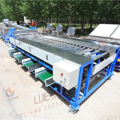 China food & Automatic Beverage and Date Palm Plant Nut Grading Machine for Five Size for sale