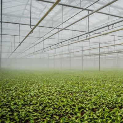 China Greenhouse cooling spray and fogging system for sale