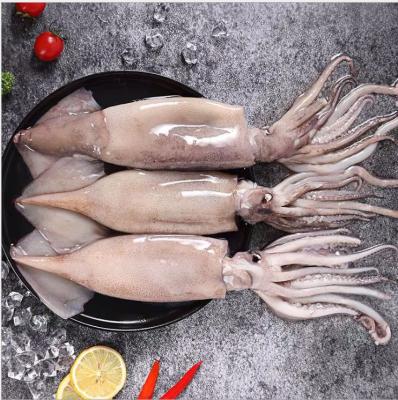 China New Food Season Nutritious Shandong Ocean Village Calamari Wholes 30% Stuffed Calamari Whole High Quality for sale