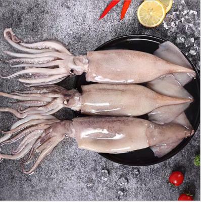 China Dosidicus Gigas Nutritious Wholesale Price Food Village Shandong Ocean Whole Whole Calamari Frozen Whole Whole Whole Calamari for sale