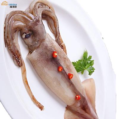 China Nutritious Superior High Quality Whole Frozen Squid Whole Food Village Shandong Ocean Village Price Seafood Supplier for sale