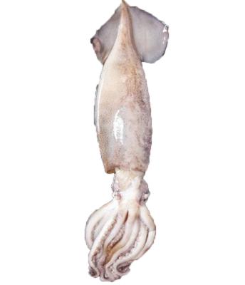 China Superior Nutritious High Quality Whole Calamari Whole Frozen Calamari Food Supplier Bestselling Seafood Village Shandong Ocean Village Price for sale