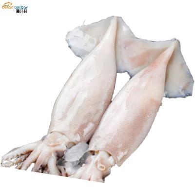 China New Village Nutritious Food Ocean Shandong Squid Squid Process High Quality Whole Frozen Whole 10% Glaze for sale