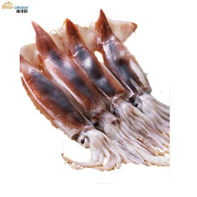 China Whole 20% Whole Squid Todarodes Pacificus Frozen Ocean Village Ocean Village Nutritious Food Cheap Prices for sale