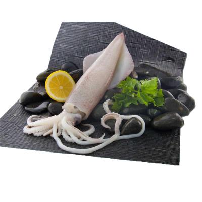 China Shandong Ocean Village Food Best Selling Chinese Loligo Squid Nutritious Frozen Loligo Chinesis Good Price for sale