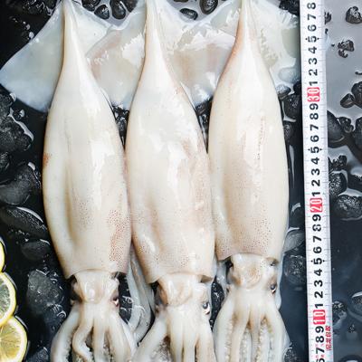 China Dosidicus Gigas Nutritious Wholesale Price Food Village Ocean Village Shandong Whole Frozen Squid for sale