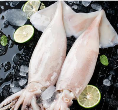 China Shandong Ocean Village Food Natural Flavor Wholes 1kg*10bag Nutritious Fresh Frozen Squid Packing Wholes for sale