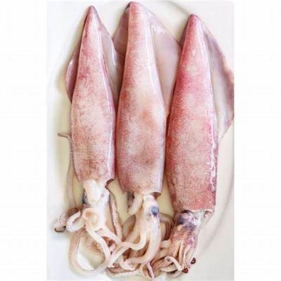 China EU Shandong whole ocean village food nutritious cheap price squid standard chemical processed IQF jelly whole squid for sale