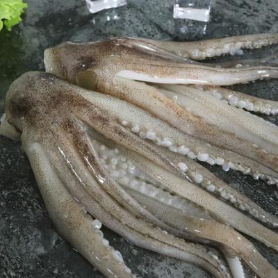 China New Process New Process Squid Tentacles 50% Nutritious Stuffed Glaze Tentacle for sale