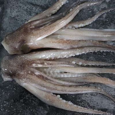 China Frozen squid tentacles from the best-selling seafood nutritious top quality squid tentacle supplier for sale