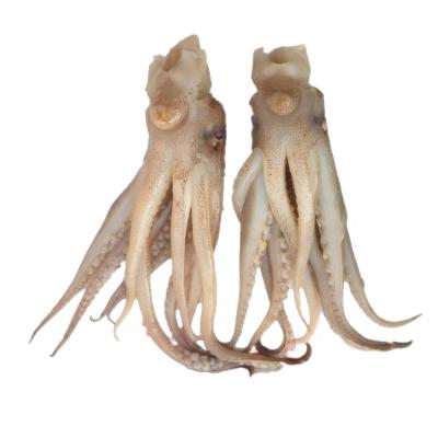 China High Quality Frozen Calamari Tentacle From Top Selling Nutritious Seafood Top Supplier for sale