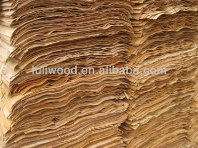 China Furniture veneer / poplar / pine / okoume / eucalyptus / birch / ROTARY natural wooden bintangor leaf for plywood for sale