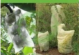 China pp spunbond non woven fabric for plant cover,flower cover for sale