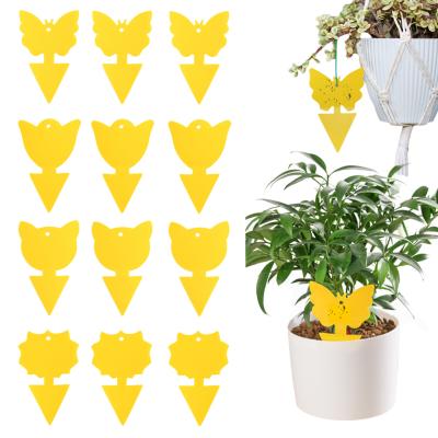 China 12 Pack Disposable Yellow Gnat Pest Sticky Trap, Fruit Fly Fungus Killer for Indoor and Outdoor, Non-Toxic and Odorless for sale