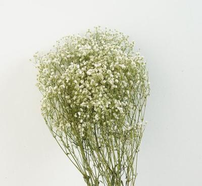 China SYZ076 Natural Dry Popular Silk Baby's Breath Flower Valentines Day Eco-Friendly Thanks Giving Day Decor for sale