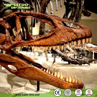 China Life Size Dinosaur Carcharodontosaurus Skull For Sale LT-BB-SCLTGJ-H01 for sale