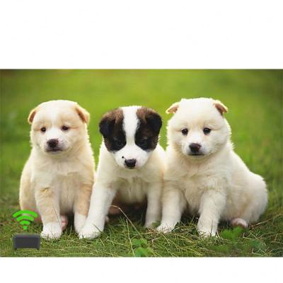 China Pet GPS Tracker Localizadores Para Perros Collar Gps De Mascotas Pet_Tracking_Device_For_Dogs Dog Tracking And Training Tracker Enimals for sale