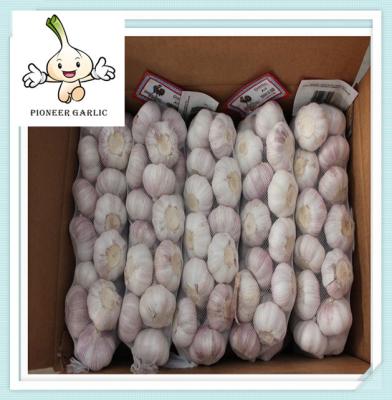 China New Price Chinese Fresh Garlic Jinxiang Snow White Garlic 10kg Bag for sale