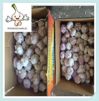 China New Purple Garlic With Good Price Import Chinese Dried Organic Nice Garlic for sale