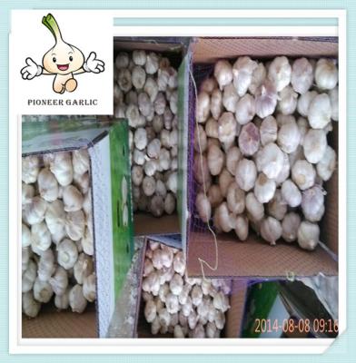 China the most low price garlic hot sell , 2016 Hotsale fresh garlic for market for sale