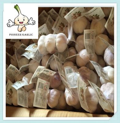 China 2016 Cold Storage Fresh Red Garlic , fresh bulk package garlic for sale