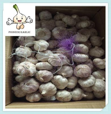 China pure white garlic new crop garlic new year fresh garlic for sale