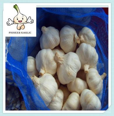 China Fresh Garlic Vegetable Garlic Price /hot sale garlic/good quality garlic for sale