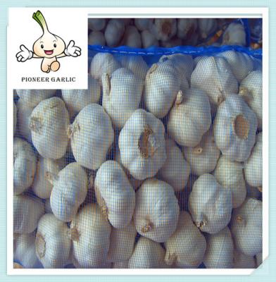 China High Quality Quick Delivery China Garlic Price High Class Bulk Garlic For Sale for sale