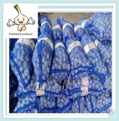 China Fresh Garlic - Normal white garlic,low price,10kg,20kg mesh bag,good quality for sale