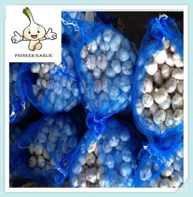 China Best selling 2016 New crop fresh garlic SUPER GARLIC WITH LOW PRICE for sale