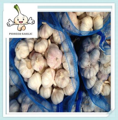 China China fresh white garlic/Chine 2016 Fresh garlic, white garlic, normal white garlic for sale