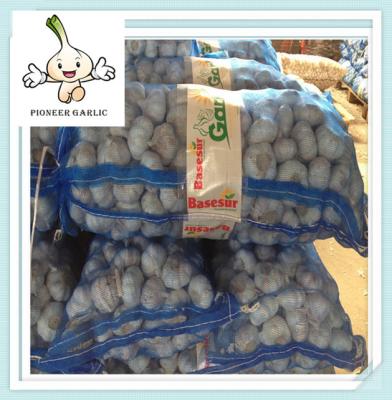 China 2016 New crop wholesale Fresh White Garlic pure white garlic 4pcs/ 5pcs for sale