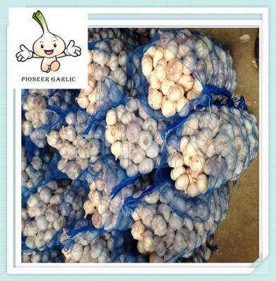 China Supply pure white garlic with good quality for sale, SIZES 4cm 5cm 5.5cm 6cm for sale