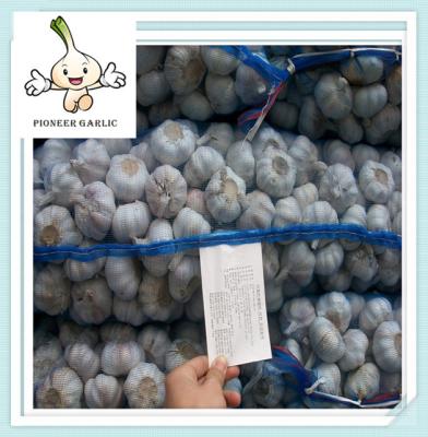 China Chinese fresh new white garlic China Fresh Normal/Pure Natural Garlic with factory price for sale