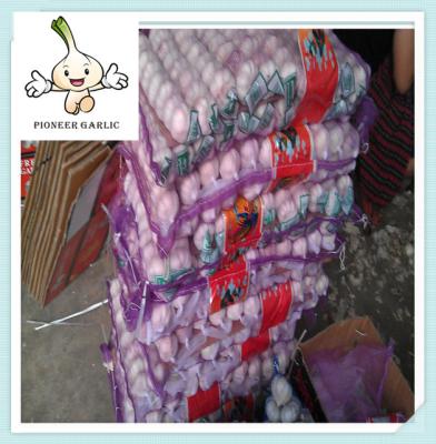 China China Fresh White Natural Garlic Supplier garlic for sale 5pcs in 10kg carton jining for sale