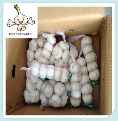 China new crop sell fresh garlic Perfect Quality Chinese Fresh Natrual Garlic 5.5CM for sale