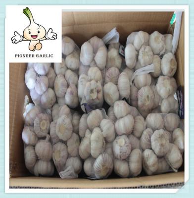 China Top Quality Garlic China Garlic In Cartons Best Qaulity Red Garlic for sale