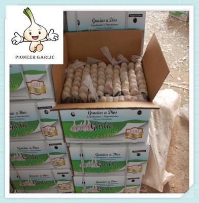 China New Crop Hot Sale Chinese Fresh Garlic In 20kg Mesh Bag Bulk Packing for sale