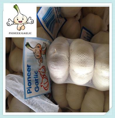 China Cheap Price Normal White Garlic Export Good Price Shandong Garlic Price 10Kg Carton for sale