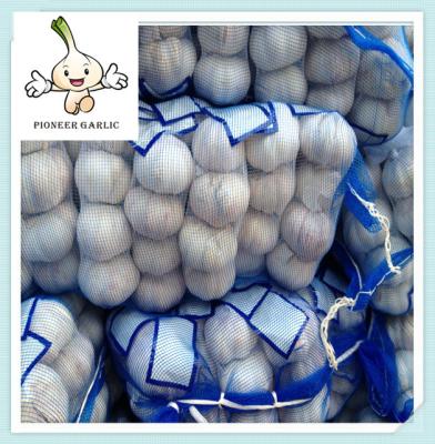 China Best white garlic ,fresh garlic New Cold Storage Chinese Fresh Pure Garlic for sale