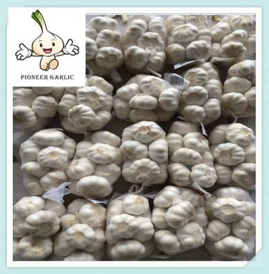 China New crop of Solo garlic single clove garlic from China Price of china fresh Garlic for sale