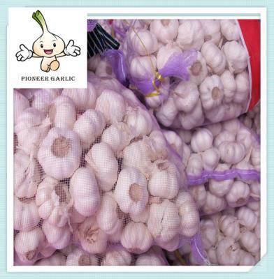 China 6cm Fresh Normal White Garlic Packed In Mesh bags wholesale garlic for sale