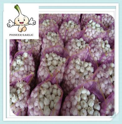 China Fresh Normal White Garlic Fresh Garlic New fresh chinese white garlic for sale