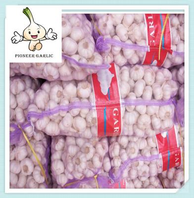 China 5.0-5.5 cm Fresh Normal White Garlic Packed In 10Kg Loose Carton for sale