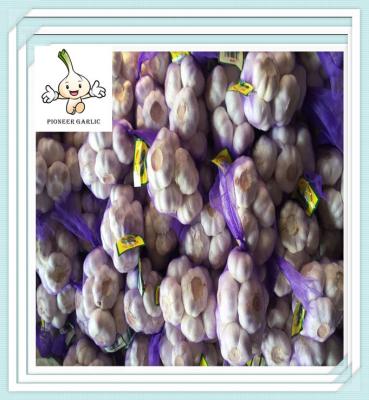 China Factory direct supply solo garlic single clove garlic from China with cheap price for sale