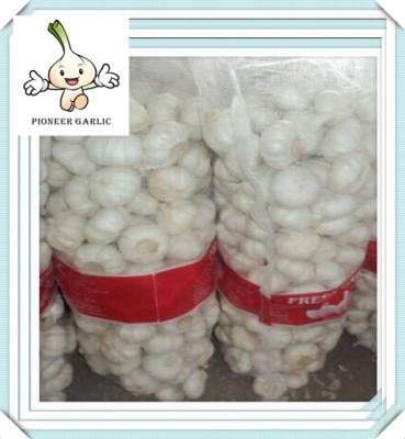 China Fresh White Garlic China Garlic Price Chinese Fresh Garlic 5.0 cm for sale