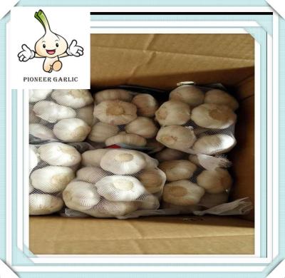 China China Agriculture Products Red Garlic Natural Vegetable Wholesale China Garlic In Bulb for sale