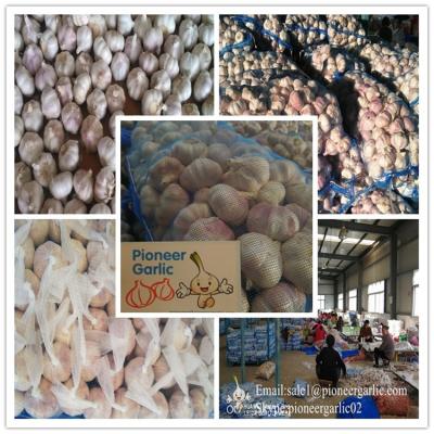 China 2018 new crop garlic on sale Fresh Garlics fresh white garlic/top quality for sale