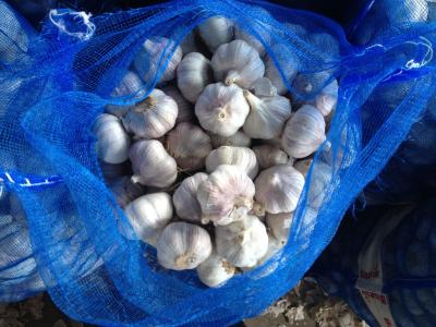 China 5.5-6.0 cm China fresh garlic export to Ecuador Guayaquil for sale